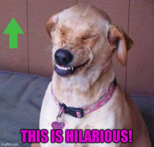 funny dog | THIS IS HILARIOUS! | image tagged in funny dog | made w/ Imgflip meme maker
