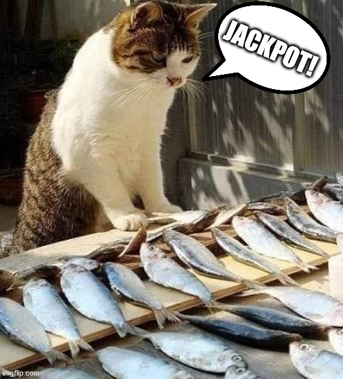 Jackpot! | JACKPOT! | image tagged in cat,cat and fish | made w/ Imgflip meme maker