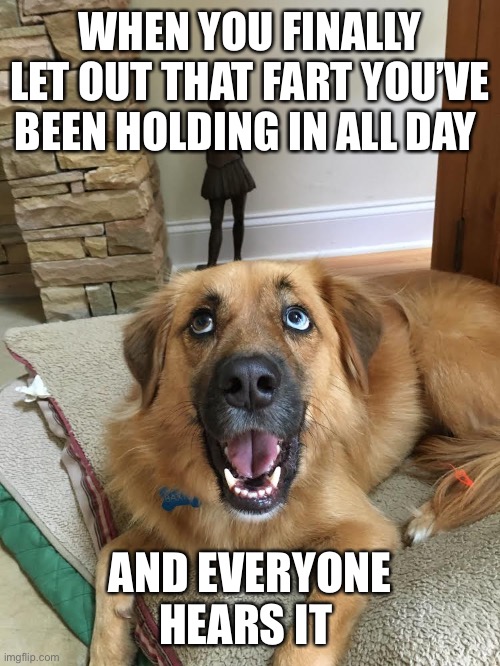 Dog fart | WHEN YOU FINALLY LET OUT THAT FART YOU’VE BEEN HOLDING IN ALL DAY; AND EVERYONE HEARS IT | image tagged in fart,dog,funny dog | made w/ Imgflip meme maker