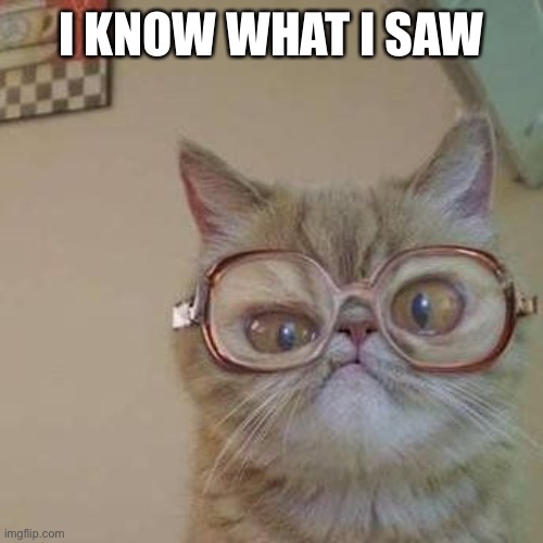 Funny Cat with Glasses | I KNOW WHAT I SAW | image tagged in funny cat with glasses | made w/ Imgflip meme maker