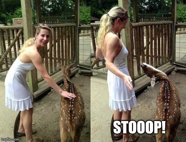 DON'T TOUCH ME! | STOOOP! | image tagged in deer,stop | made w/ Imgflip meme maker