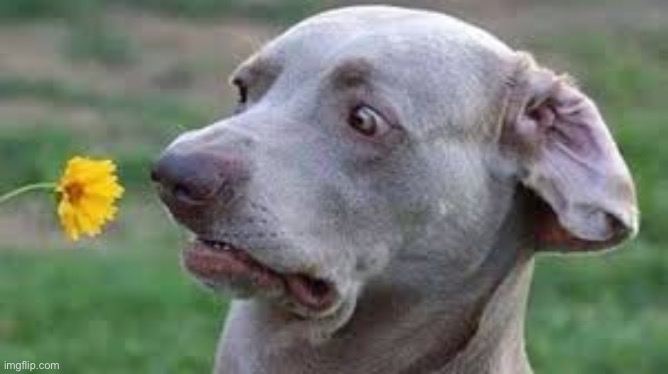 DOGGY | image tagged in dandelion is scary dog | made w/ Imgflip meme maker