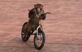 High Quality Chimp Bike Blank Meme Template