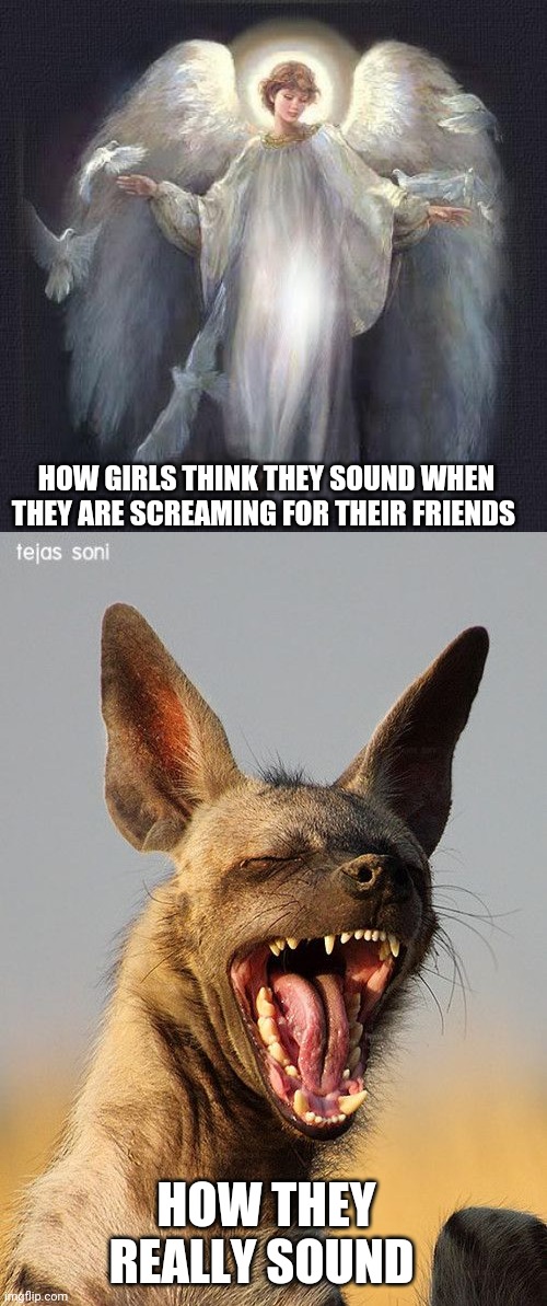 HOW GIRLS THINK THEY SOUND WHEN THEY ARE SCREAMING FOR THEIR FRIENDS; HOW THEY REALLY SOUND | image tagged in laughing hyena,angels,so much drama,stop screaming,silence is golden | made w/ Imgflip meme maker