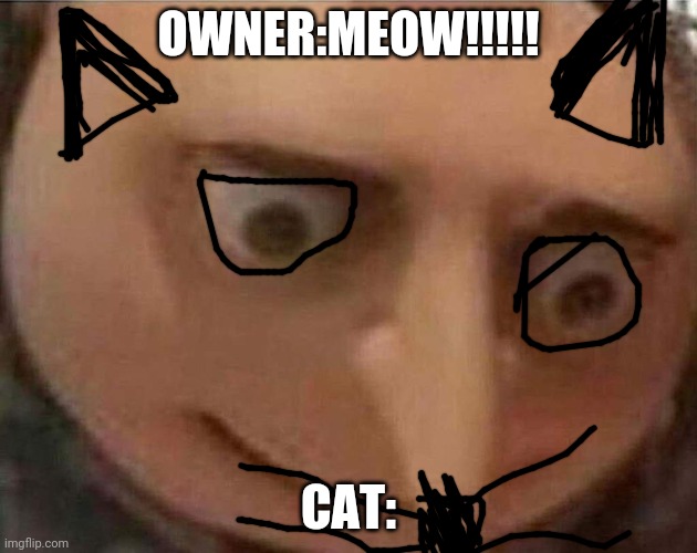 gru meme | OWNER:MEOW!!!!! CAT: | image tagged in cats,gru | made w/ Imgflip meme maker