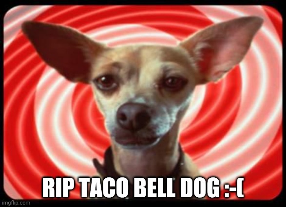 taco bell dog | RIP TACO BELL DOG :-( | image tagged in taco bell dog | made w/ Imgflip meme maker