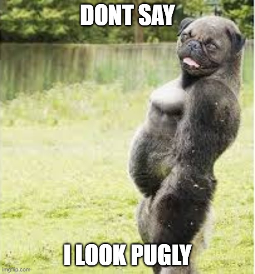 pugly | DONT SAY; I LOOK PUGLY | image tagged in pugly | made w/ Imgflip meme maker