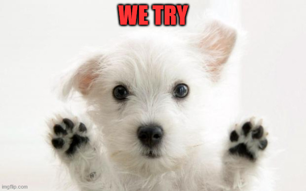 cute dog | WE TRY | image tagged in cute dog | made w/ Imgflip meme maker