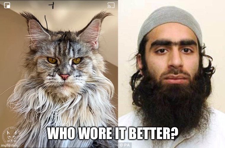 WWIB | WHO WORE IT BETTER? | image tagged in cats | made w/ Imgflip meme maker