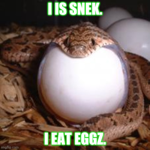 Hungry snek | I IS SNEK. I EAT EGGZ. | image tagged in snek,snake | made w/ Imgflip meme maker