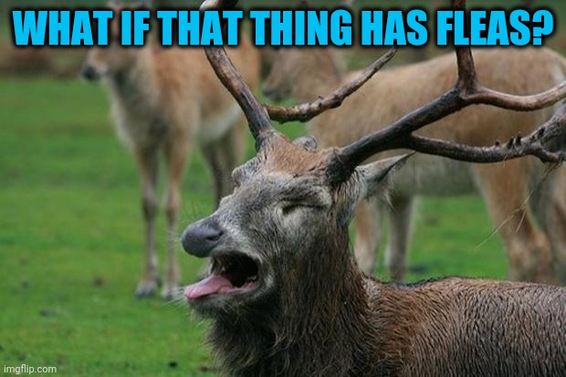 Disgusted Deer | WHAT IF THAT THING HAS FLEAS? | image tagged in disgusted deer | made w/ Imgflip meme maker