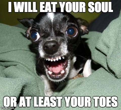 killer chihuahua | image tagged in chihuahua,funny,dogs,animals | made w/ Imgflip meme maker