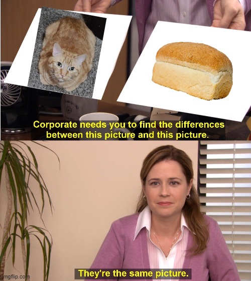 what I see when I look at my cats part 1 | image tagged in memes,they're the same picture | made w/ Imgflip meme maker
