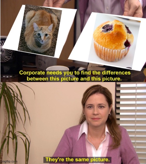 what I see when I look at  my cats part 2 | image tagged in memes,they're the same picture | made w/ Imgflip meme maker