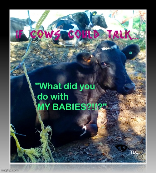 if cows could talk | image tagged in if cows could talk | made w/ Imgflip meme maker