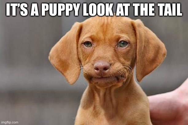 Dissapointed puppy | IT’S A PUPPY LOOK AT THE TAIL | image tagged in dissapointed puppy | made w/ Imgflip meme maker