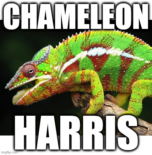 Chameleon Kamala Harris | CHAMELEON; HARRIS | image tagged in two-faced,sold out,hoe,will say anything,demented ndemocrats | made w/ Imgflip meme maker