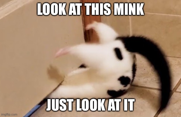 Awwww | LOOK AT THIS MINK; JUST LOOK AT IT | image tagged in mink,wholesome | made w/ Imgflip meme maker