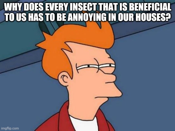 Futurama Fry Meme | WHY DOES EVERY INSECT THAT IS BENEFICIAL TO US HAS TO BE ANNOYING IN OUR HOUSES? | image tagged in memes,futurama fry | made w/ Imgflip meme maker