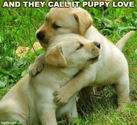 Puppy I love bro |  AND THEY CALL IT PUPPY LOVE | image tagged in puppy i love bro | made w/ Imgflip meme maker