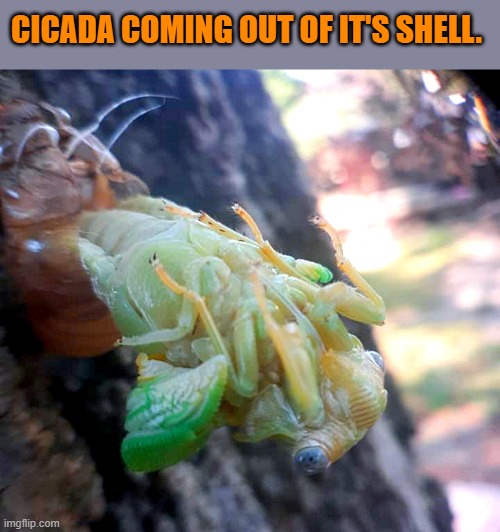 I felt privileged to have witnessed it ! | CICADA COMING OUT OF IT'S SHELL. | image tagged in cicada,shell | made w/ Imgflip meme maker