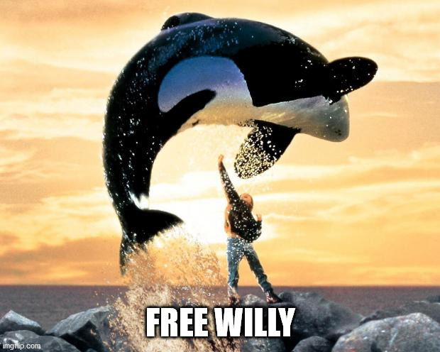 Free willy | FREE WILLY | image tagged in free willy | made w/ Imgflip meme maker