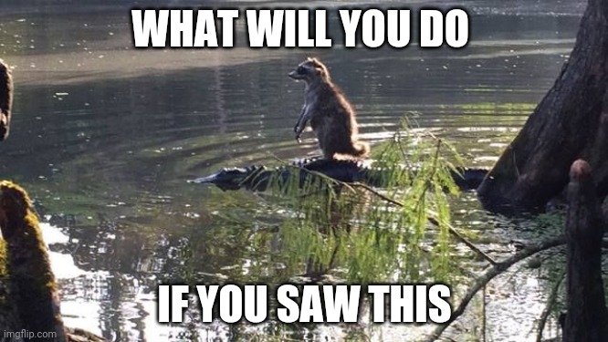 raccoon-alligator-riding | WHAT WILL YOU DO; IF YOU SAW THIS | image tagged in raccoon,alligators | made w/ Imgflip meme maker