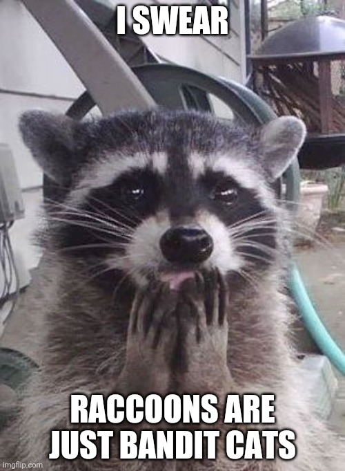 Trash Panda (raccoon) | I SWEAR; RACCOONS ARE JUST BANDIT CATS | image tagged in raccoon,cats | made w/ Imgflip meme maker