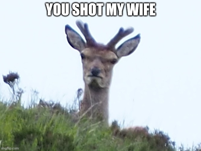 furious deer | YOU SHOT MY WIFE | image tagged in furious deer,deer | made w/ Imgflip meme maker