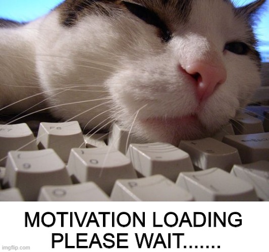 Monday Motivation | MOTIVATION LOADING 
PLEASE WAIT....... | image tagged in pets,cute cat,monday,motivation | made w/ Imgflip meme maker