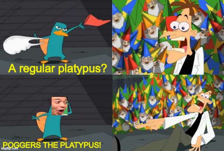 Poggers the Platypus | A regular platypus? POGGERS THE PLATYPUS! | image tagged in an ordinary platypus | made w/ Imgflip meme maker