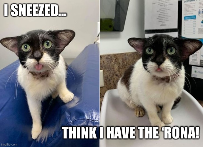 I sneezed, Think I have the ‘Rona | I SNEEZED... THINK I HAVE THE ‘RONA! | image tagged in cat,sneeze,covid-19,corona,virus | made w/ Imgflip meme maker