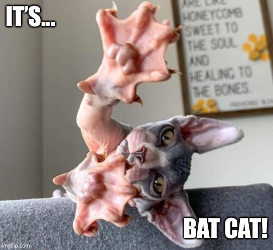 Its...bat cat | IT’S... BAT CAT! | image tagged in cat,bats | made w/ Imgflip meme maker