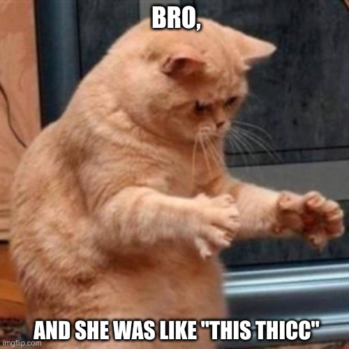 Dat ass cat | BRO, AND SHE WAS LIKE "THIS THICC" | image tagged in dat ass cat | made w/ Imgflip meme maker