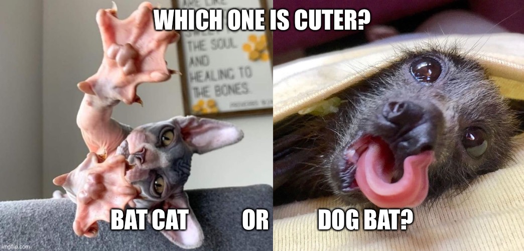 Which one is cuter? Bat cat or Dog bat? | WHICH ONE IS CUTER? BAT CAT            OR           DOG BAT? | image tagged in dog,bats,cats | made w/ Imgflip meme maker