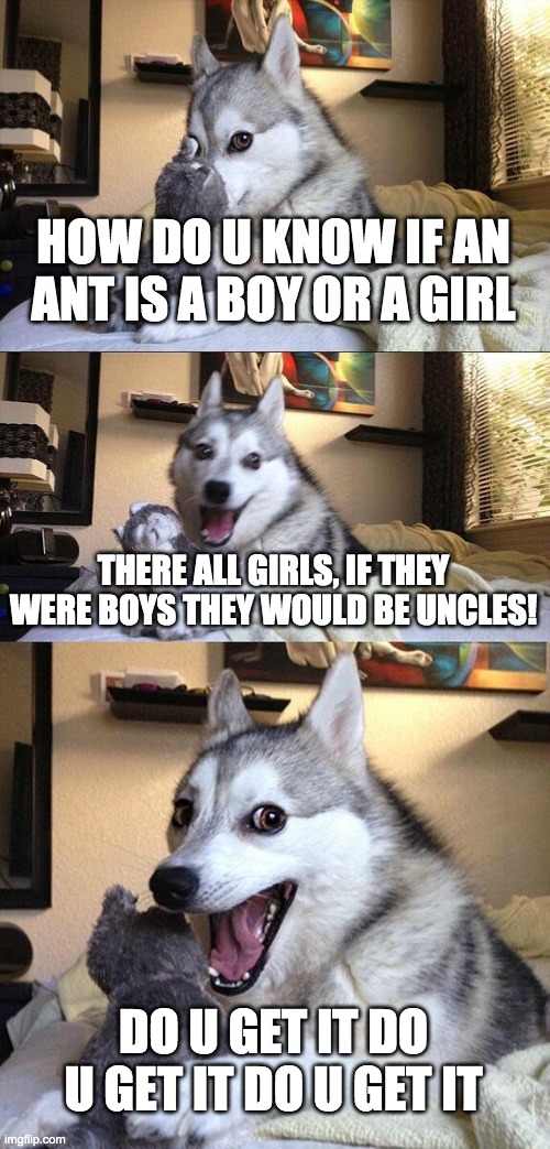 Bad Pun Dog Meme | HOW DO U KNOW IF AN ANT IS A BOY OR A GIRL; THERE ALL GIRLS, IF THEY WERE BOYS THEY WOULD BE UNCLES! DO U GET IT DO U GET IT DO U GET IT | image tagged in memes,bad pun dog | made w/ Imgflip meme maker