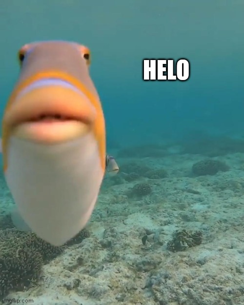 Helo??‍♂️ | HELO | image tagged in staring fish | made w/ Imgflip meme maker