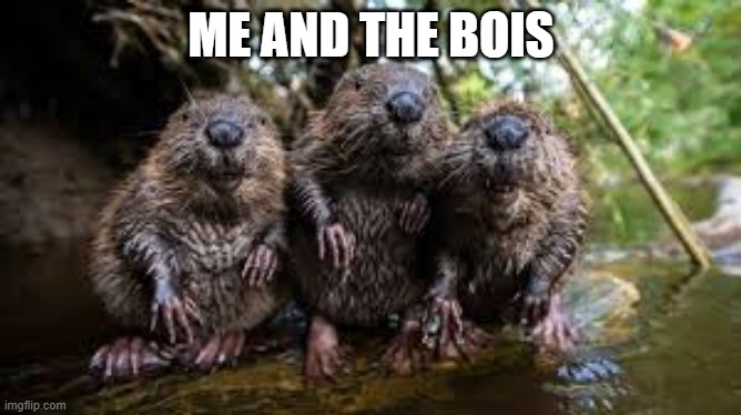 Me and the Bois | ME AND THE BOIS | image tagged in fun,beavers,me and the boys,random,animals,animal meme | made w/ Imgflip meme maker