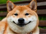 Smug Doge Blank Meme Template