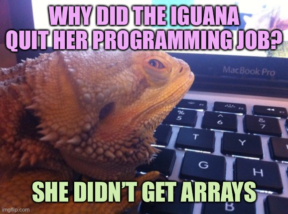 Iguana Coder | WHY DID THE IGUANA QUIT HER PROGRAMMING JOB? SHE DIDN’T GET ARRAYS | image tagged in iguana coder,memes | made w/ Imgflip meme maker