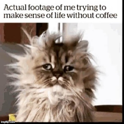 cat | image tagged in work | made w/ Imgflip meme maker
