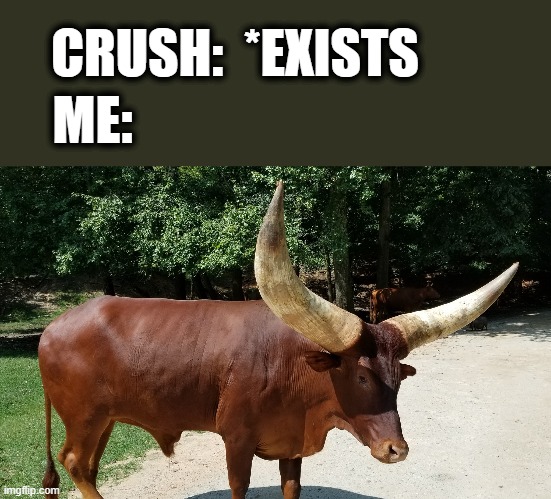 CRUSH:  *EXISTS; ME: | image tagged in memes,crush,horny,bull | made w/ Imgflip meme maker