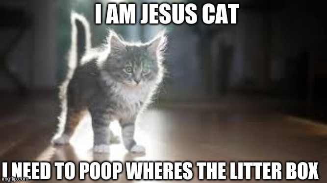 Jesus cat boi | I AM JESUS CAT; I NEED TO POOP WHERES THE LITTER BOX | image tagged in funny cats | made w/ Imgflip meme maker