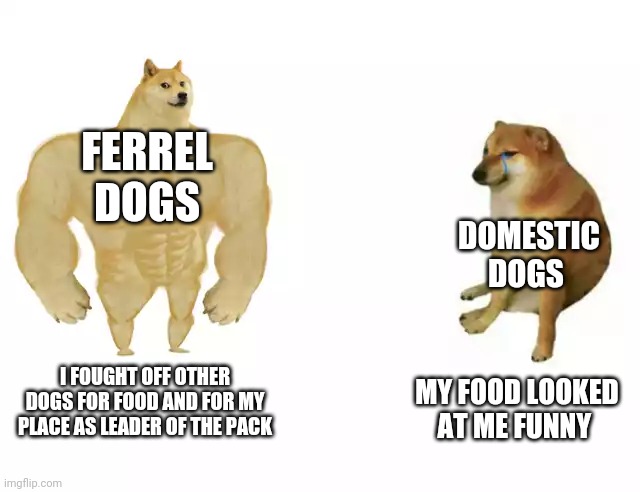 Buff Doge vs. Cheems Meme | FERREL DOGS; DOMESTIC DOGS; I FOUGHT OFF OTHER DOGS FOR FOOD AND FOR MY PLACE AS LEADER OF THE PACK; MY FOOD LOOKED AT ME FUNNY | image tagged in buff doge vs cheems | made w/ Imgflip meme maker