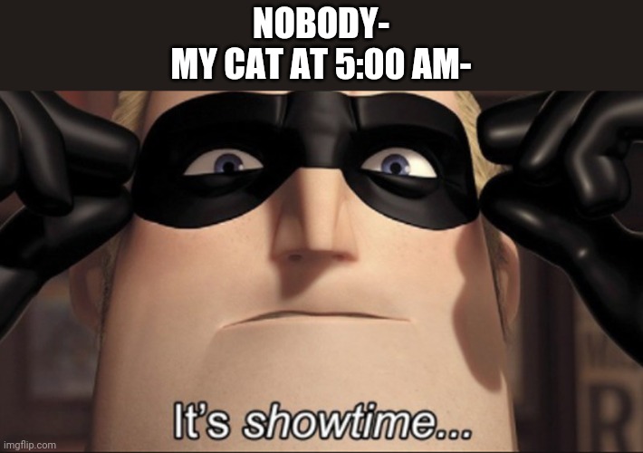 Mhm | NOBODY-
MY CAT AT 5:00 AM- | image tagged in it's showtime,cats | made w/ Imgflip meme maker
