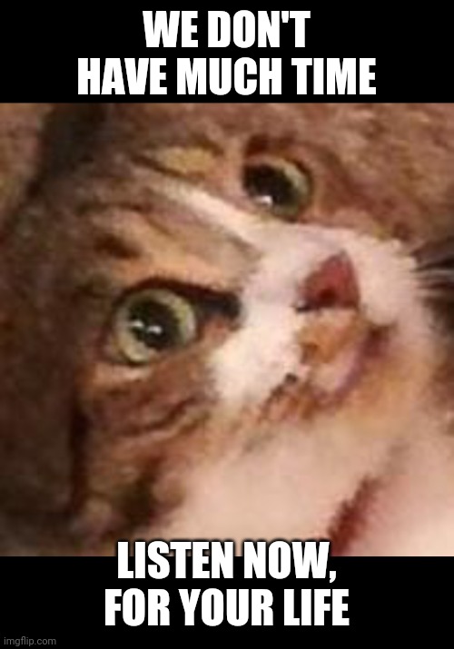 My friend's cat | WE DON'T HAVE MUCH TIME; LISTEN NOW, FOR YOUR LIFE | image tagged in cats | made w/ Imgflip meme maker
