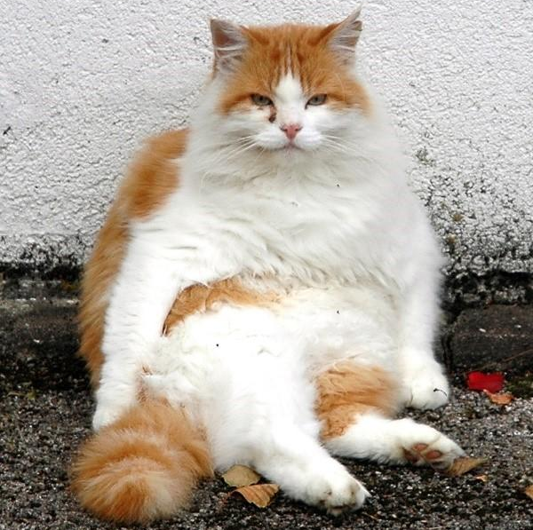 High Quality Chonky cat Blank Meme Template