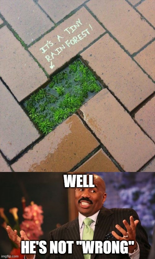 excuse me what the heck |  WELL; HE'S NOT "WRONG" | image tagged in memes,steve harvey,funny,rain forest,stupid signs,bricks | made w/ Imgflip meme maker