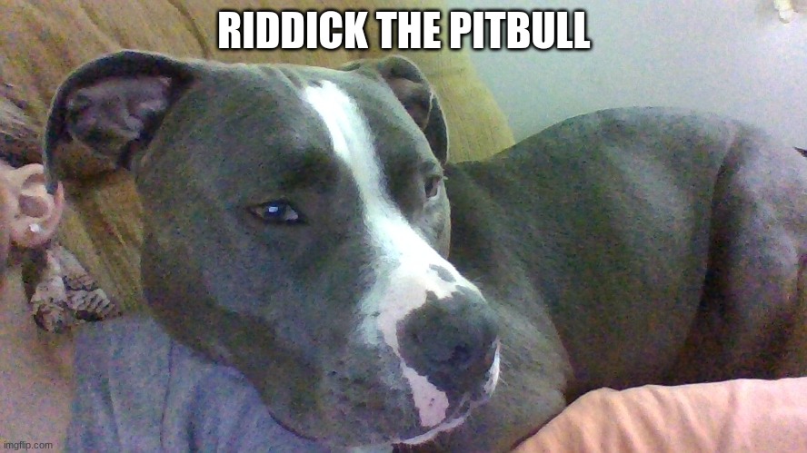 this is riddick | RIDDICK THE PITBULL | image tagged in pitbulls,fun,cuddle,cute | made w/ Imgflip meme maker