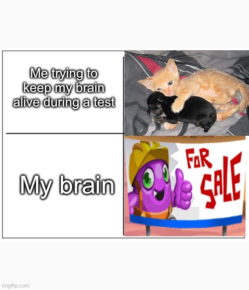 I protecc, I attacc, but most importantly, my brain ain’t comin bacc | Me trying to keep my brain alive during a test; My brain | image tagged in 4 square grid,cat,test,for sale,brain | made w/ Imgflip meme maker